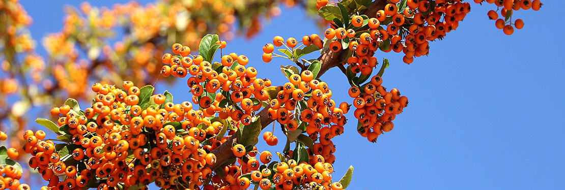 Sea buckthorn oil in cosmetology and food industry
